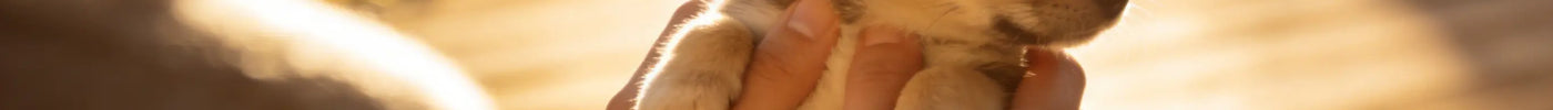 Manual de Cuidados de SAKURA PETTO | Acompañando a tu peludo en cada momento de crecimiento, de forma natural
