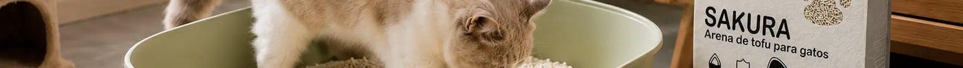 Gato adaptándose gradualmente a una nueva arena de tofu