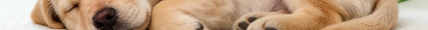 Bienvenido a casa, pequeña pata: Guía amorosa para enseñar a tu cachorro a usar su empapelador