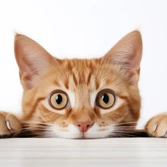 Collection image for: Gatos