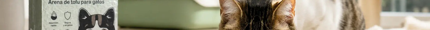 Gato comiendo alimento adecuado para su etapa de vida con agua limpia disponible junto a su plato.