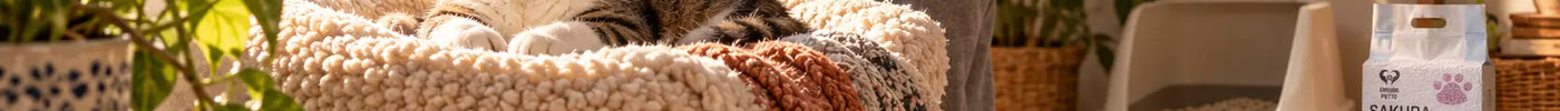 Gato descansando en una cama cálida junto a una ventana durante una mañana fresca de otoño en un hogar mexicano.